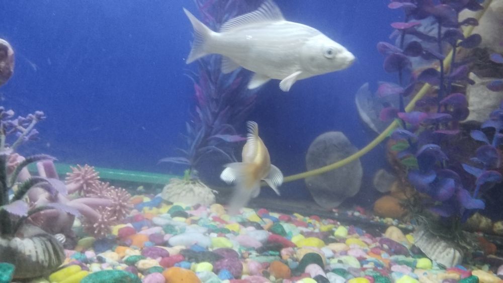 Срочна сотилади ойнаси Калин акварум