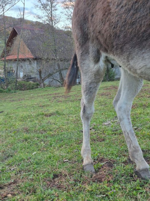 Magarita de vanzare cu pui