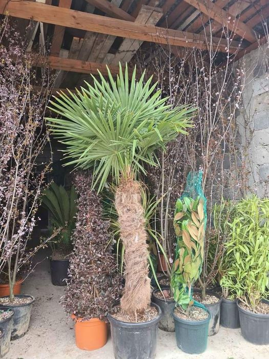 Vând magnolia grande flora pon pon cedrus Danica palmieri bonsai tuia