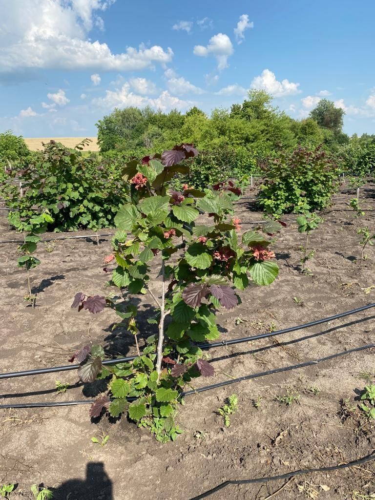 Продам один сажанец фундука