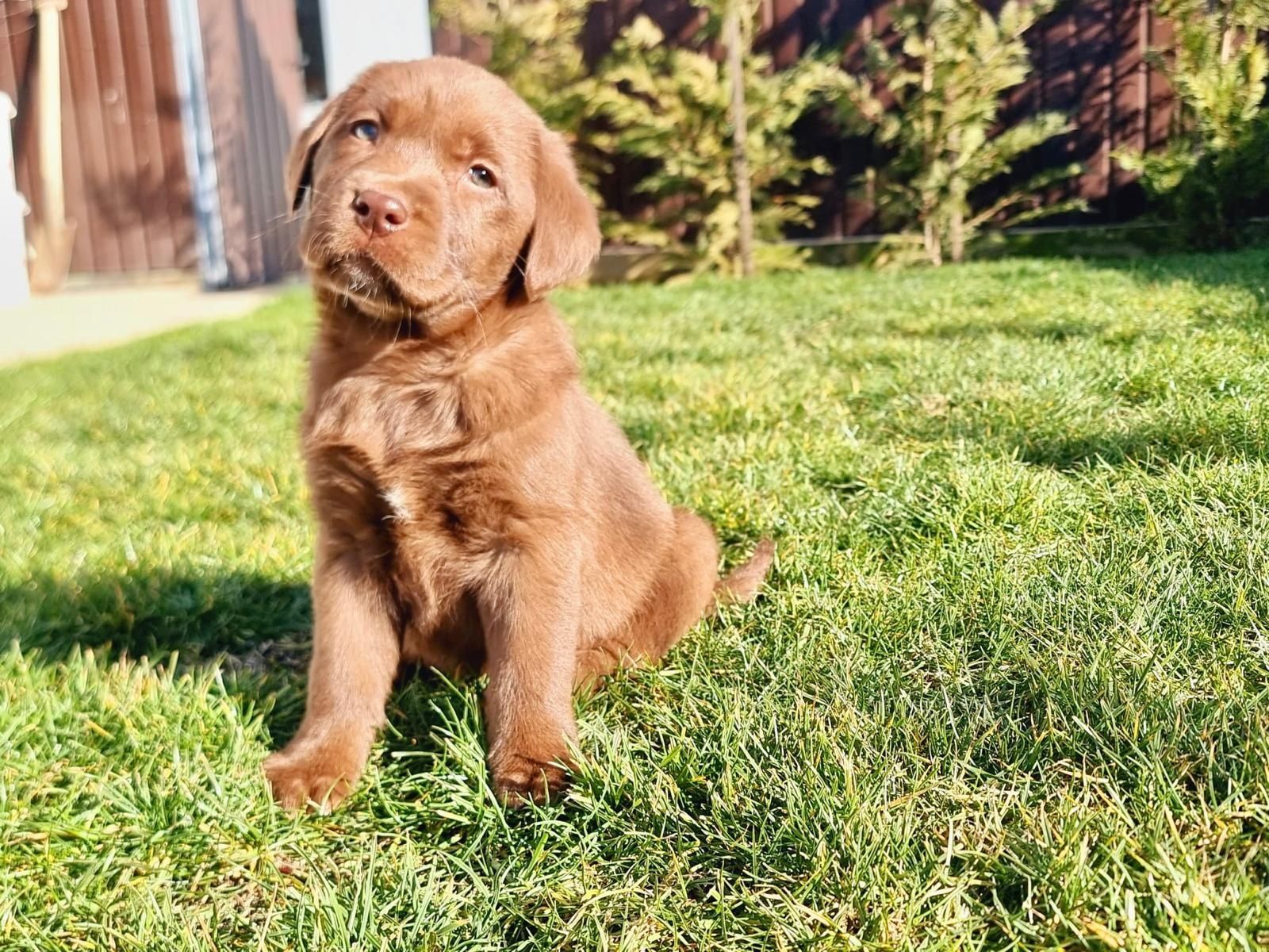 Labrador ciocolatiu