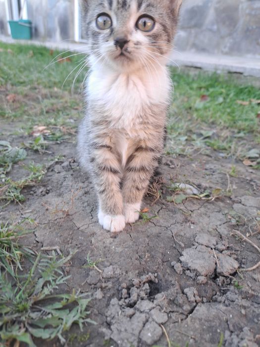 Pisici spre adopție