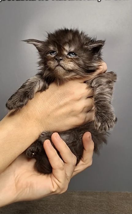 Мейн-кун из питомника.