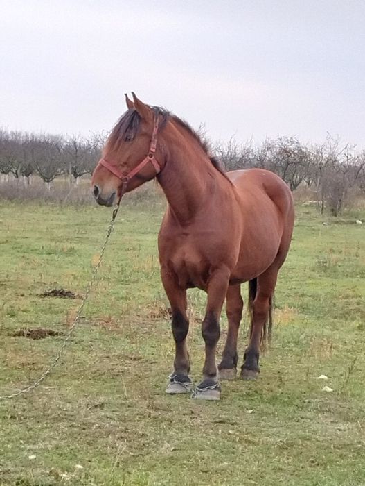 Vînd iapa de 7 ani gestanta de 8 luni