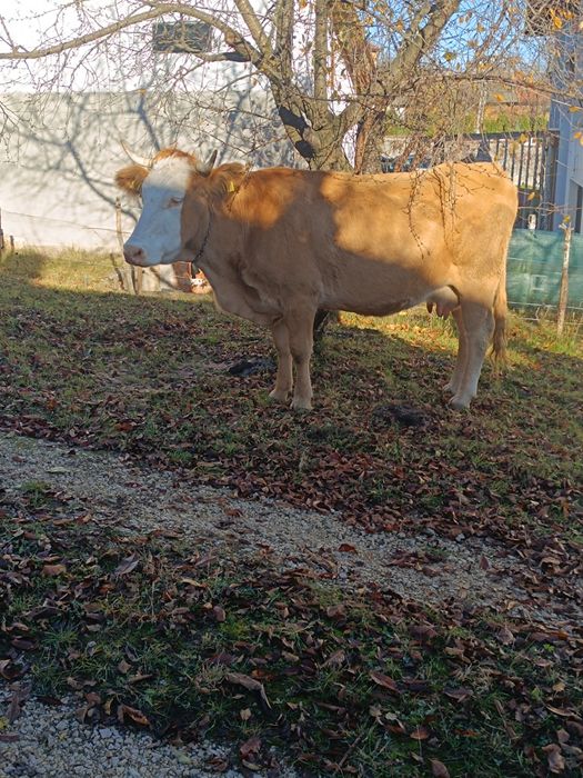 Vaca de 6 ani gestanta in 7 luni