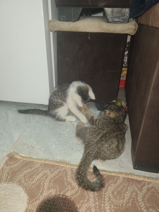 Котята сибирской пароды