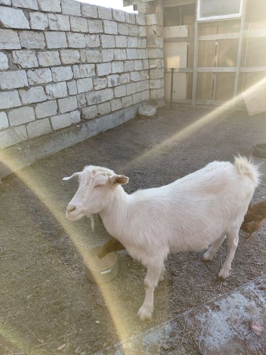 Сауынды ешкі! Срочно