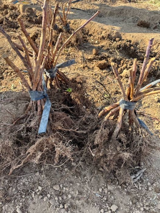 саженцы малины из польши сорт делнива. малина кучатлари делнива нави