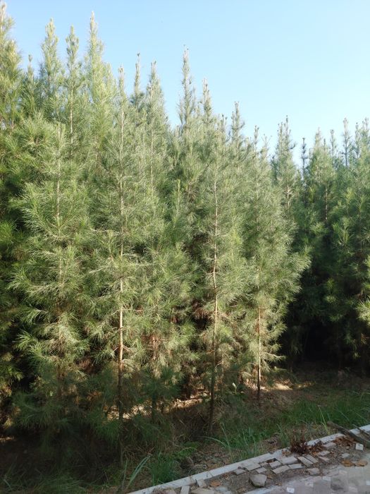 Eldar sasnasiga zakazlar olamiz optom arzon narxlarda