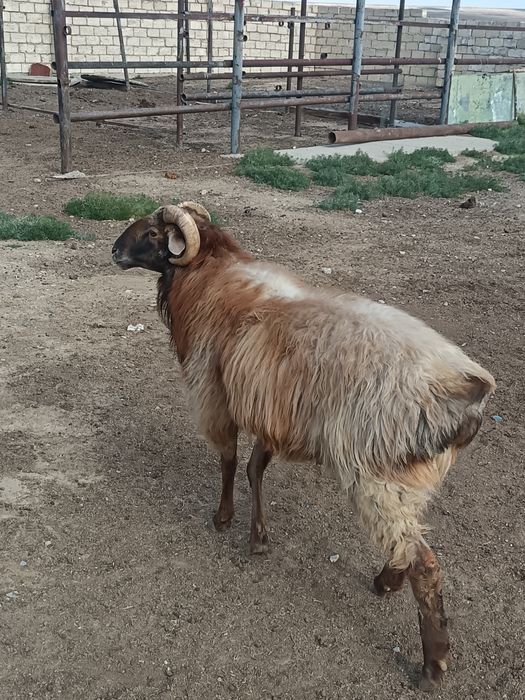 Кошкар сатылады 3 жаста