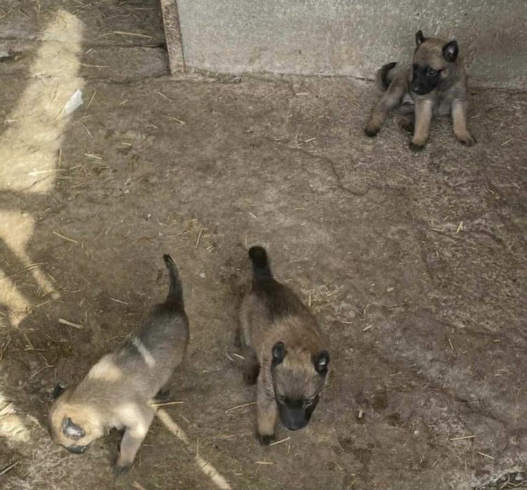 Белгийски овчарки