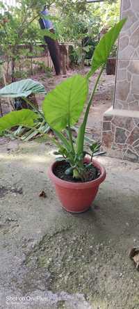 Planta ornamentala - Alocasia odora