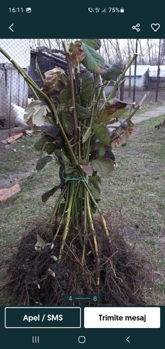 Vând butasi de zmeură de diferite soiuri