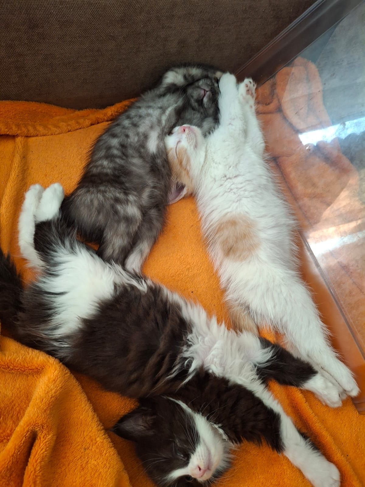 Отдам котят в добрые руки