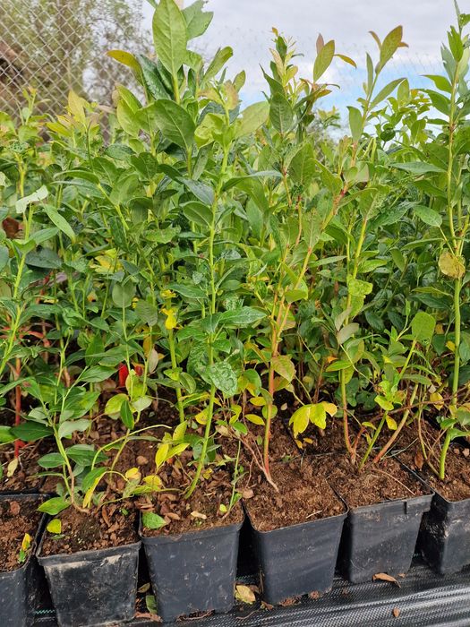 Боровинки разсад