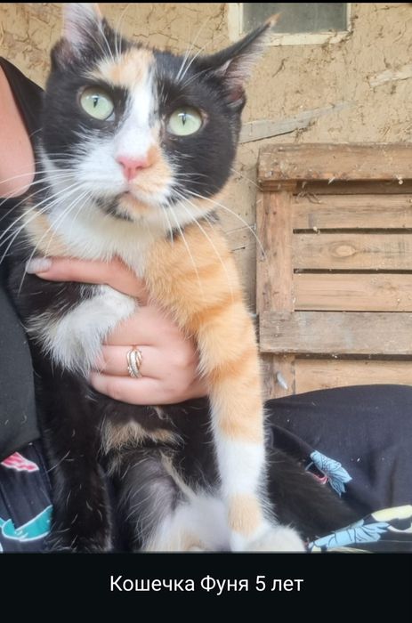 Срочно, отдам в хорошие руки