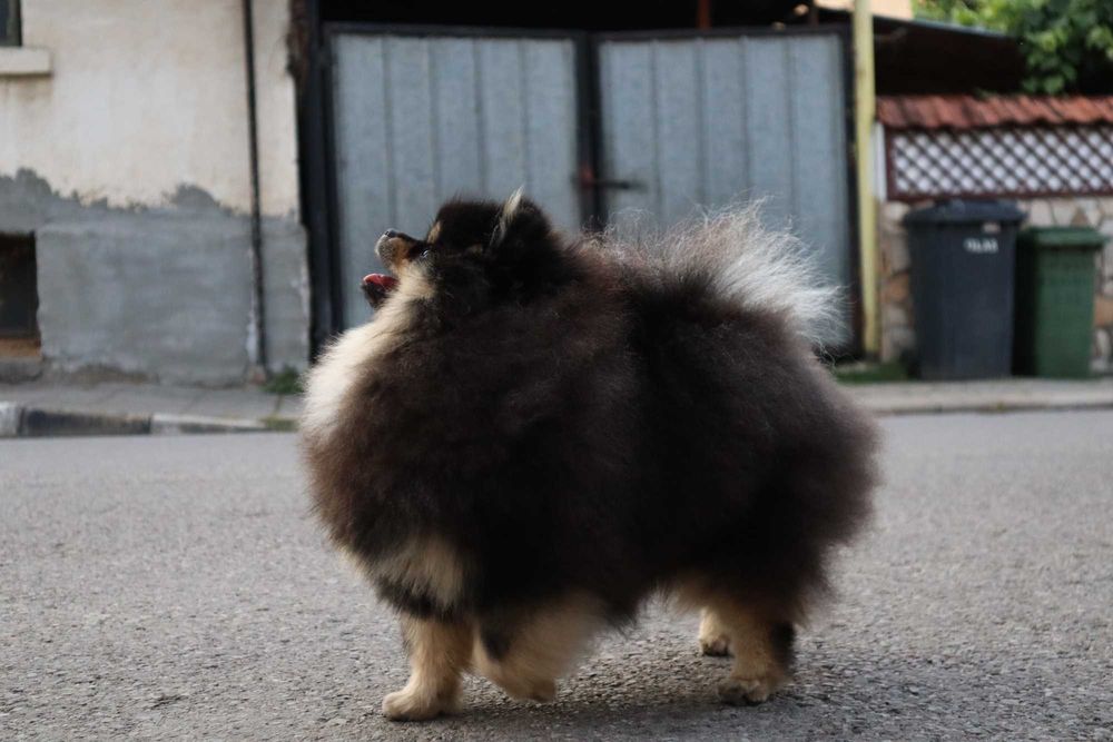 Страхотно момиченце померан с родословие FCI