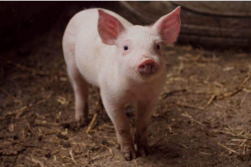 Продам   домашних    поросят   возраст  2-3   месяца.