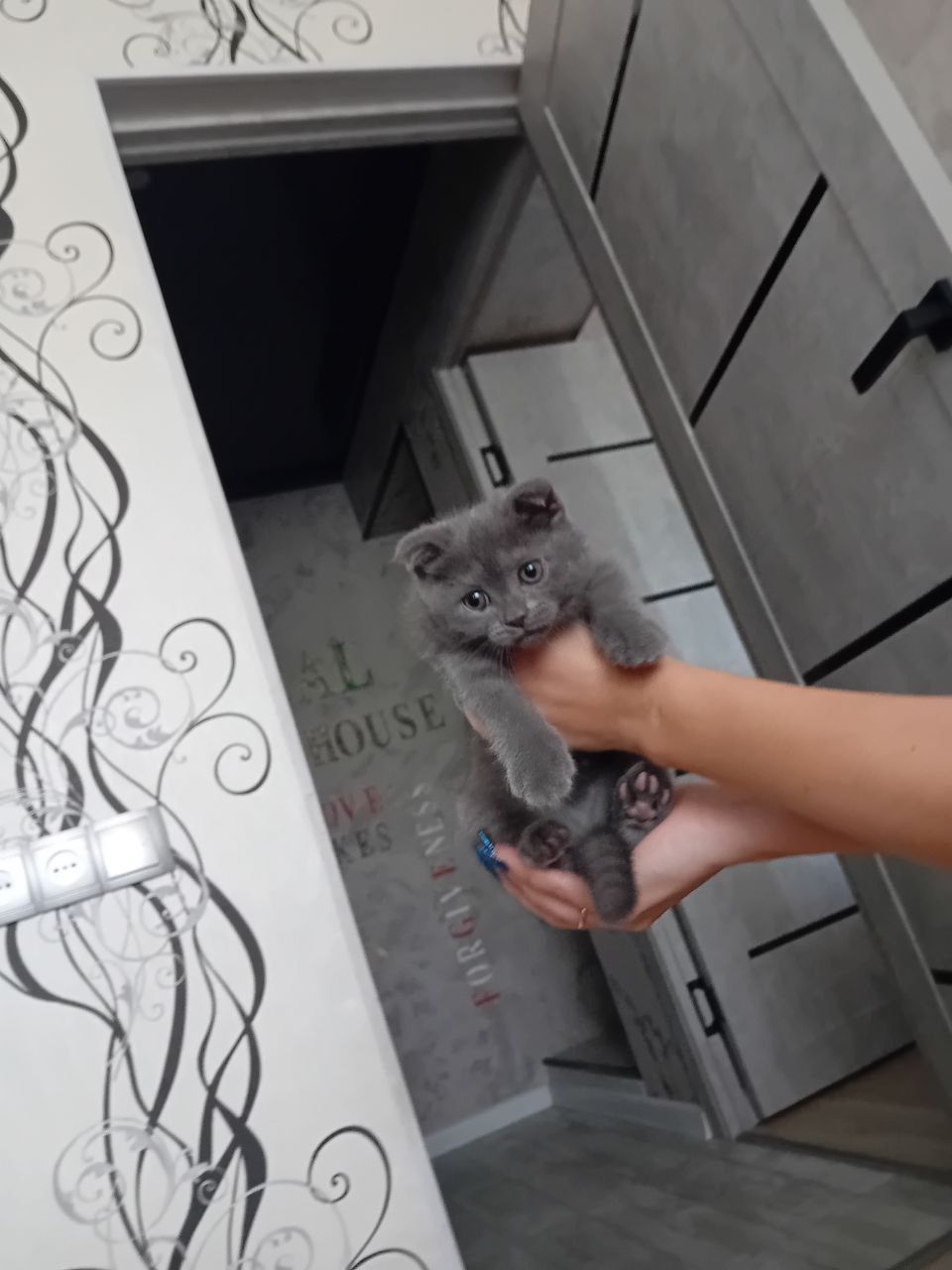 Продаются котята