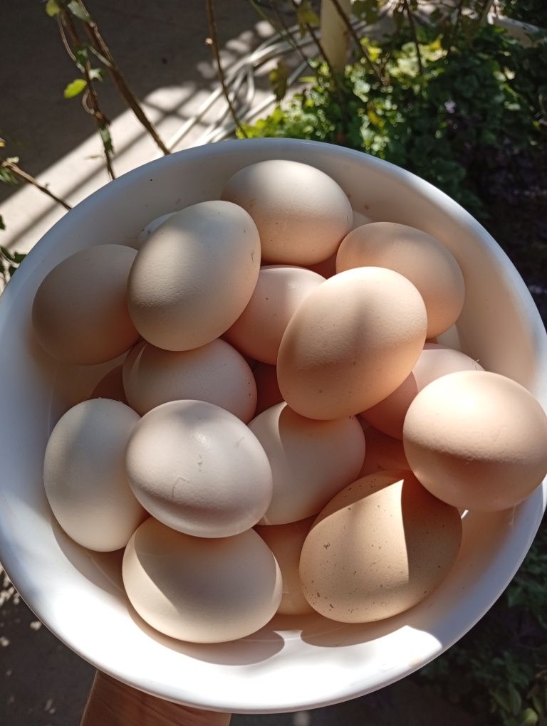 Domashniy tuxum bor.Jöja ochirishga ham beriladi. Inkubator emas.