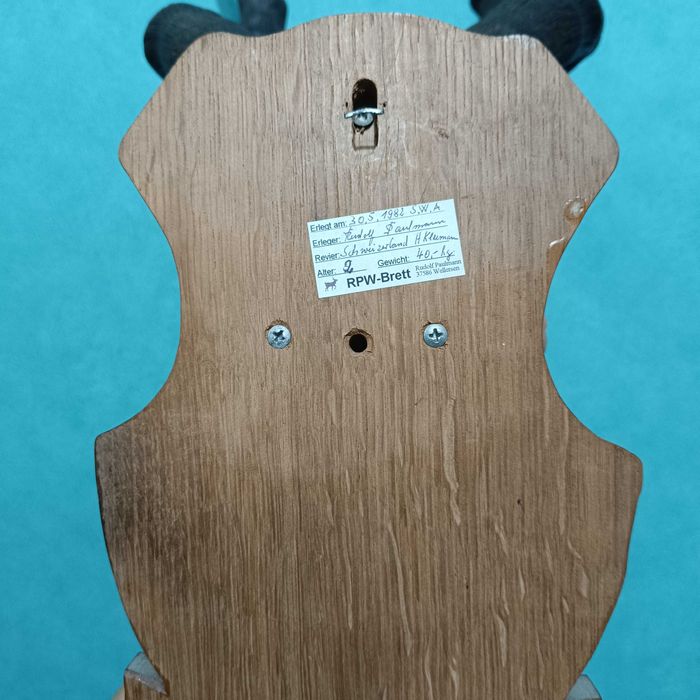 Череп от обикновен Бубал, Трофей, Череп с рога от антилопа Хартебийст