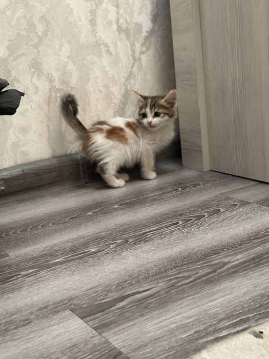 отдам котика в добрые руки