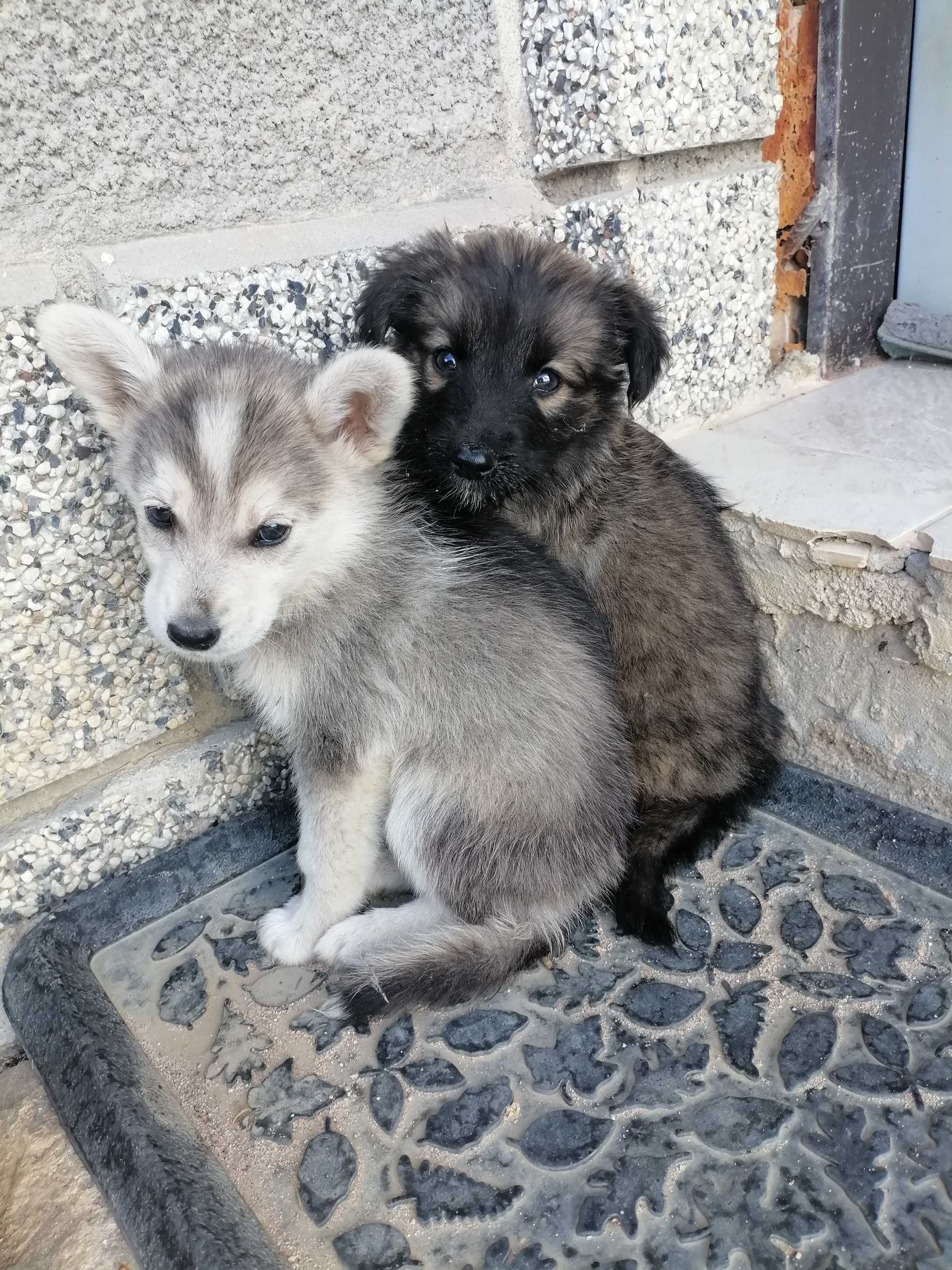 Две малки кученца
