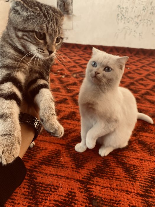 Шотландские фолд котята на продажу