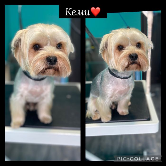 Груминг салон гр.Пловдив