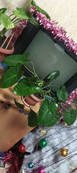 Продам цветы комнатные