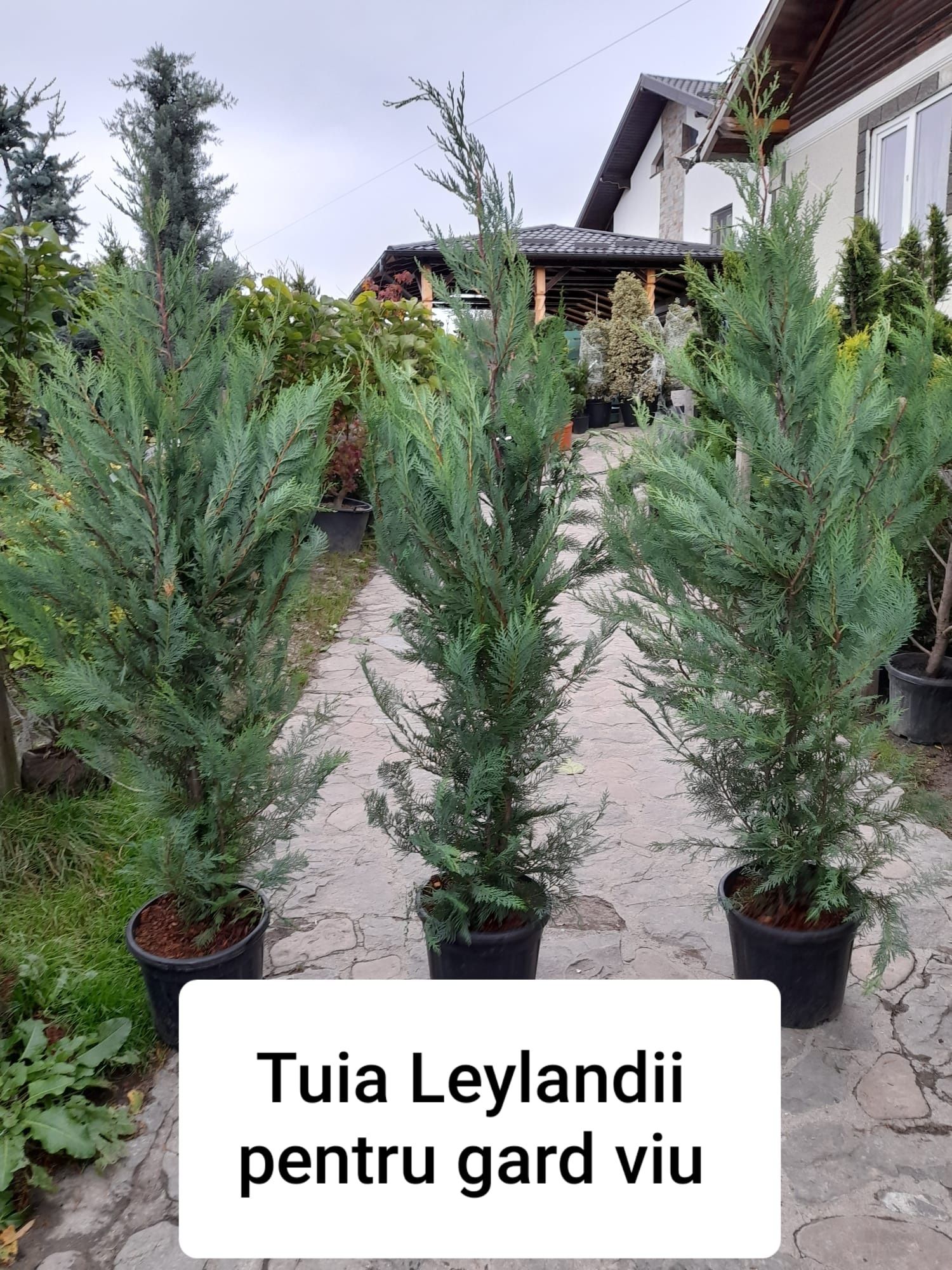 Tuia /Magnolia/mesteacăn/tei argintiu/brazi