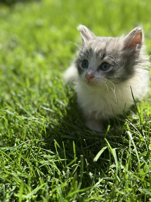 Отдам котят в добрые руки