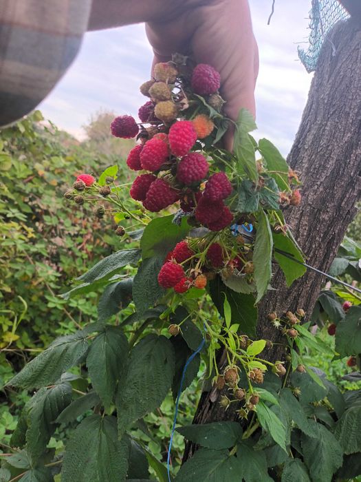 Stoloni capsuni remontanti, zmeura remontanta, smochin de la 0,60 lei.