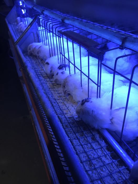 Prepelita polara gigant