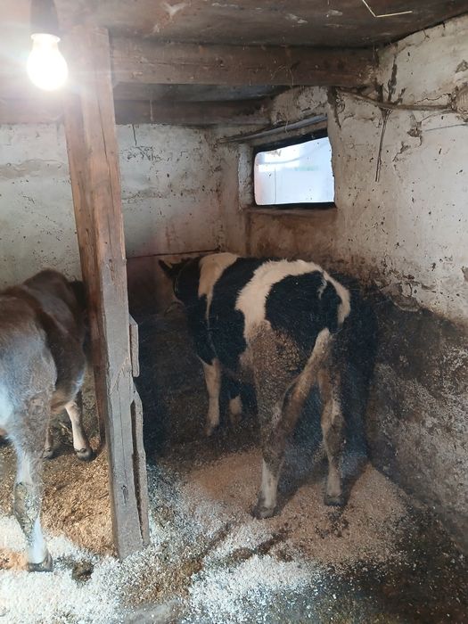 vând taur de 7 luni