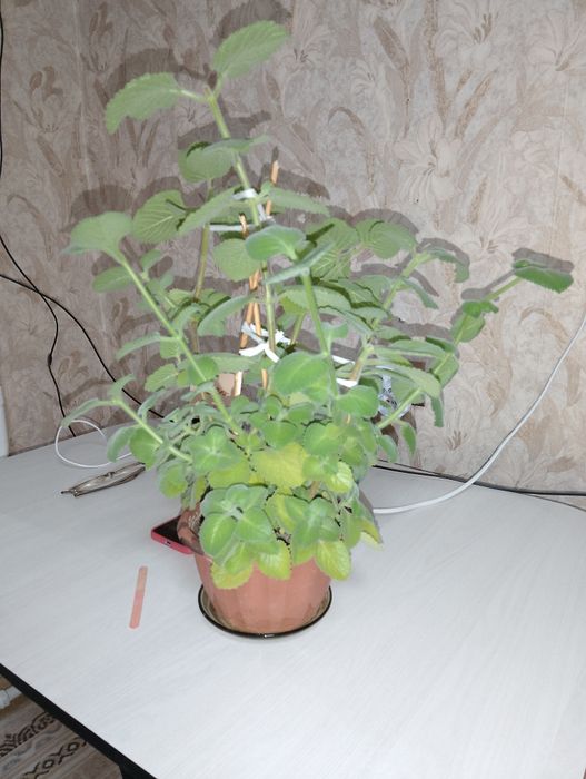 Комнатные домашние цветы