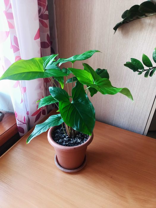 Сингониум. Комнатное растение