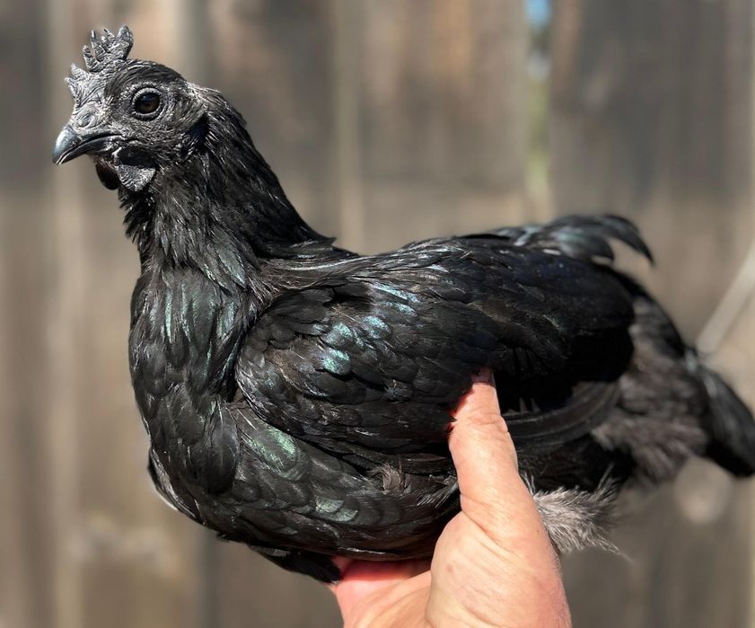 Oua incubat Ayam Cemani, Brahma hd, combatant indian, cochinchina uria