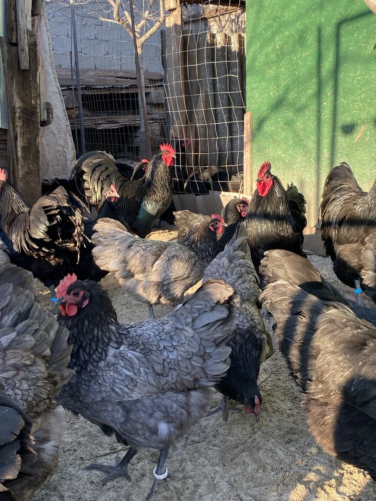 Australorp oua incubat