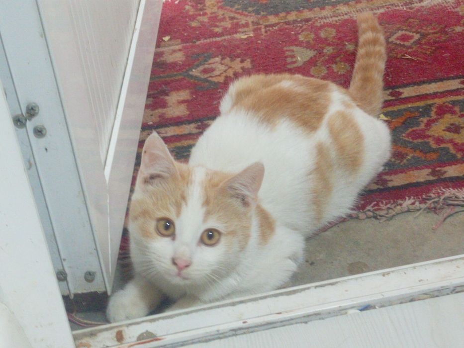 Домашние коты в добрые руки