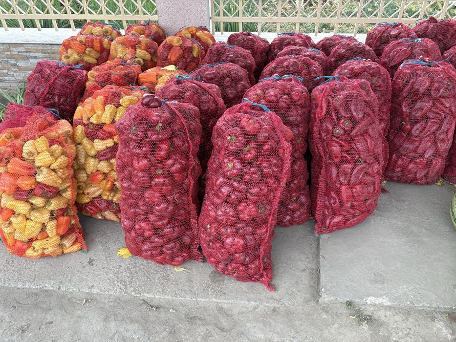 Kapia si Gogosar