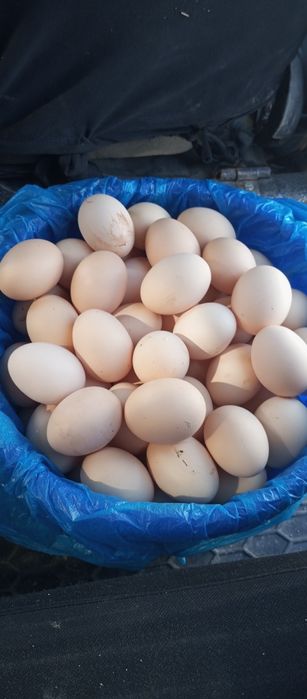 Damashniy tuxum Ichigo javib sapsariq