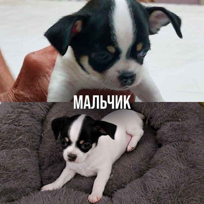 Продаю Чихуахуа Миники