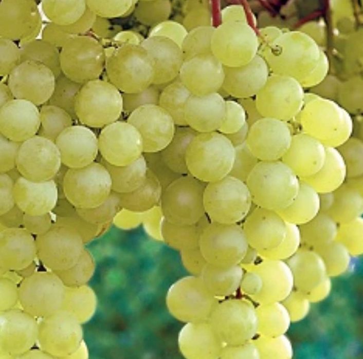 Vita de vie Nobila  soiuri albe de vin
