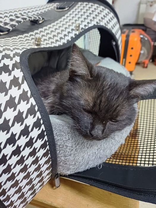 Отдам котенка в добрые руки