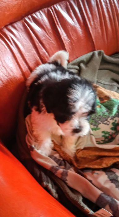 Cățeluș bichon maltez