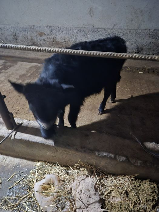 Ona bola sigir  va qornida 3 oylik bugoz