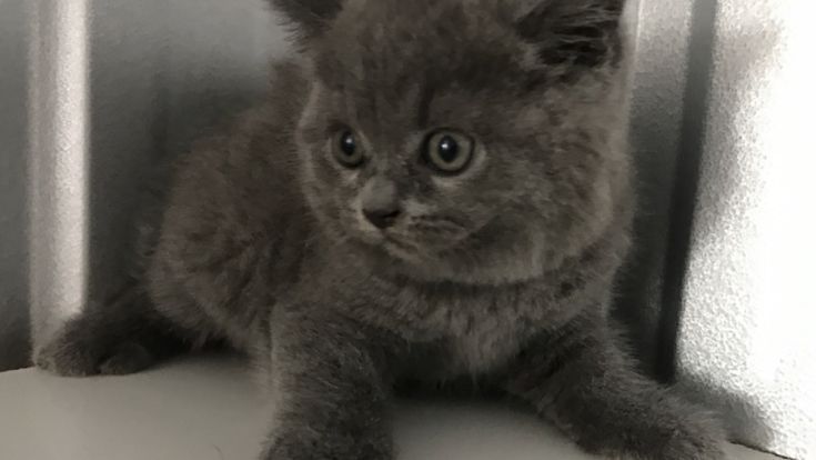 Zotdor mushuklar sotiladi