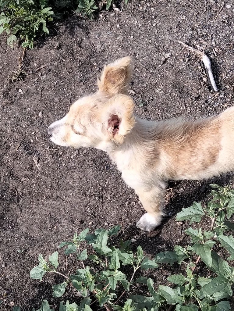 Отдам щенка в добрые руки
