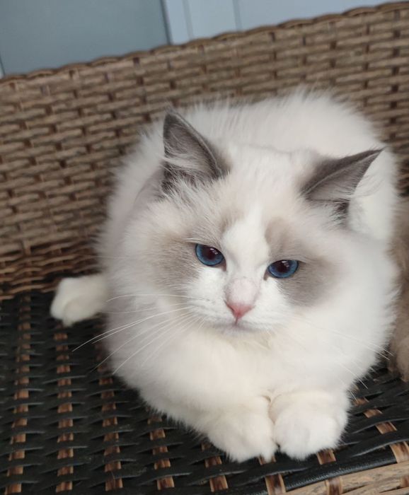 Regdoll, Регдолл